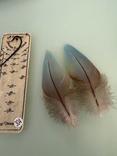 Matched macaw parrot feathers - matched,