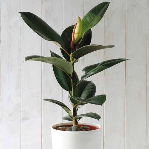 Indian rubber house plant - rubber,