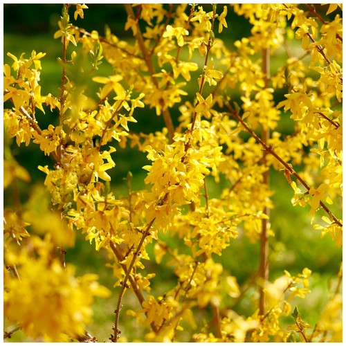 Forsythia intermedia lynwood - intermedia, 'lynwood'
