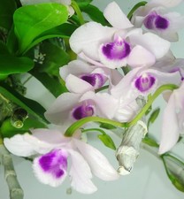 Dendrobium parishii var