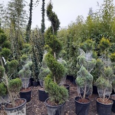 Spiral topiary tree 35l - topiary,
