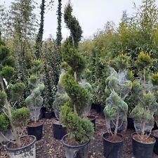 Spiral Topiary Tree 35L Approx