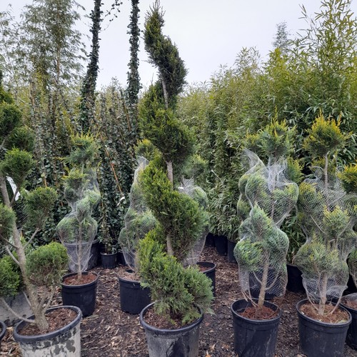 Spiral topiary tree 35l - topiary,