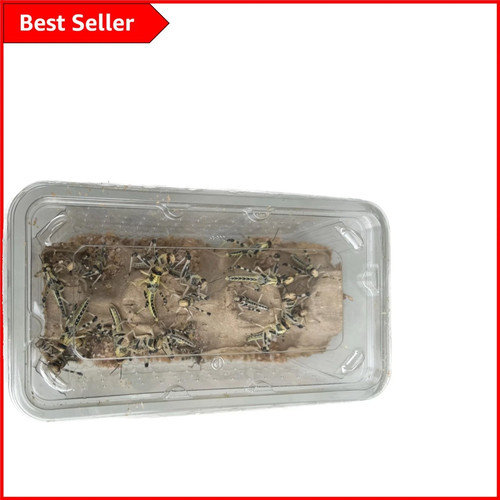 Live locusts for reptiles - reptiles,