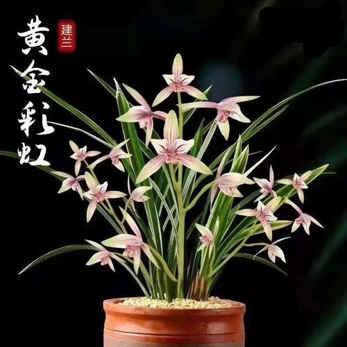 Cymbidium ensifolium golden - ensifolium, “golden
