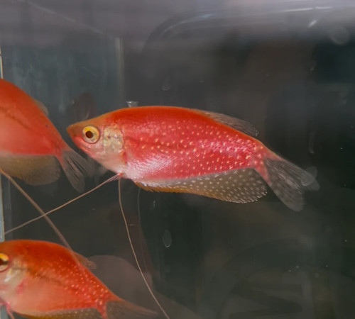 Starfire red glo - red, gourami