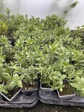 10 X Hebe albicans young