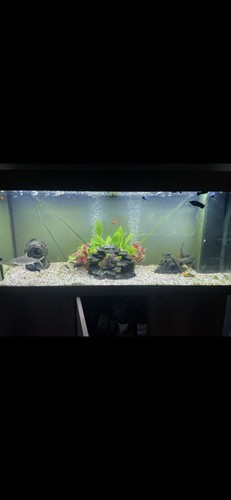 Glass rectangular freshwater - glass,