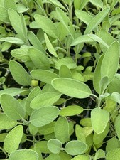 10 X Sage XL Plug Plants Salvia Officinalis Hardy Shrub Peat Free Herb