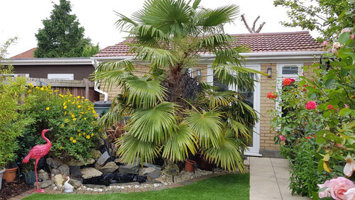 Trachycarpus fortunei - 20,