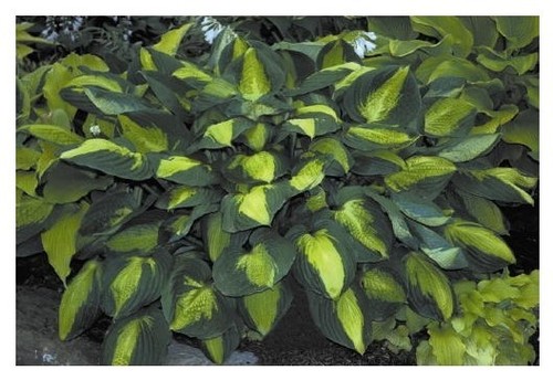 Hosta captain kirk - plant, sent