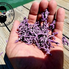 1lb Coralline Crushed Coral