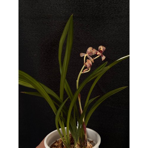Cymbidium ensifolium