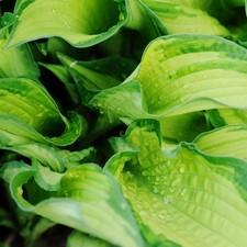 Hosta hyBare Rootida Great Expectations 1 Litre Pot x 2 by Thompson & Morgan