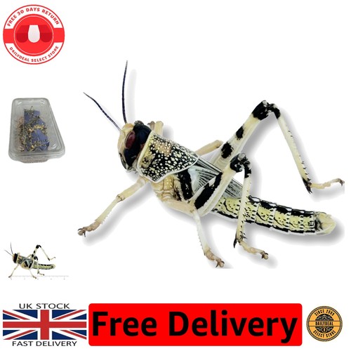 Guaranteed live delivery 25 - live, delivery: