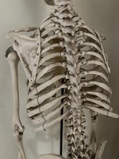 ANATOMICAL MEDICAL DISPLAY