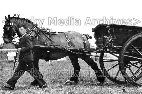Zzc 100 shire - horse, and