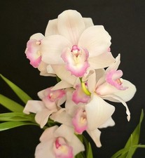 Cymbidium Pink Lip. 4 New