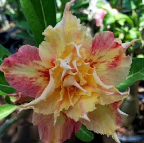 100 adenium obesum triple - obesum,,