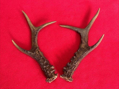Pair roe deer - of,