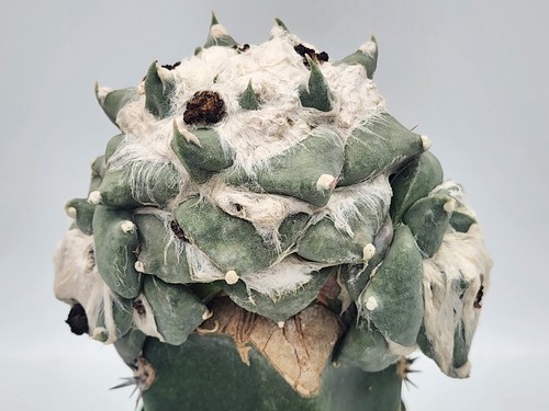 Cauliflower low - a., cv