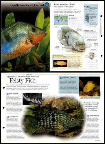 South american cichlid 43 - american, #43
