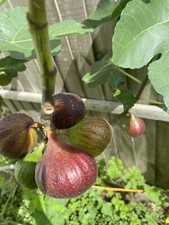 Fig Brown Turkey Trees  15-20 c m