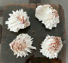 4 x  Rare Conch Shell Clam 5-7