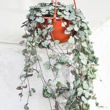 Ceropegia Woodii String of