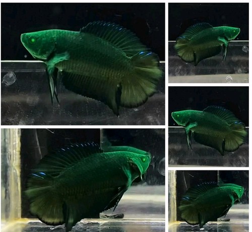 Live betta fish - fish, tail