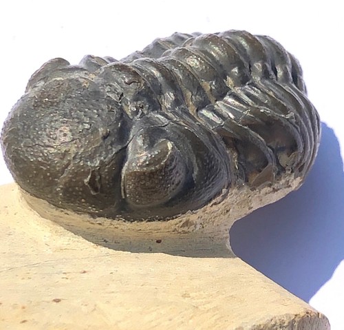 Fossil trilobite phacops - fossil,
