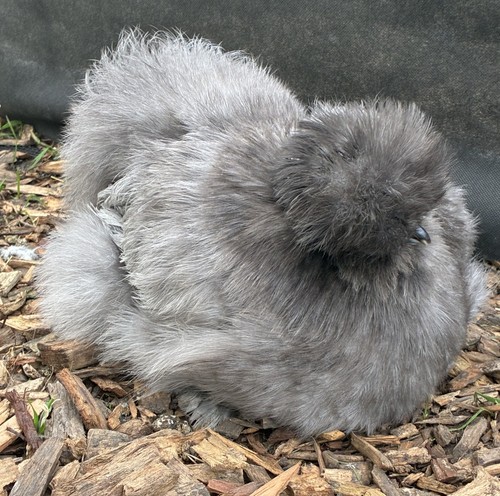 Free range blue silkie eggs - range,