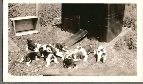 Vintage photograph 1940 s - vintage, 1940-60's