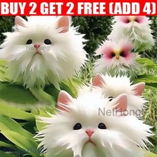 1Pack 50 Rare cat Face Orchid Seeds Dracula Cute Simia Garden Plant Flower Decor