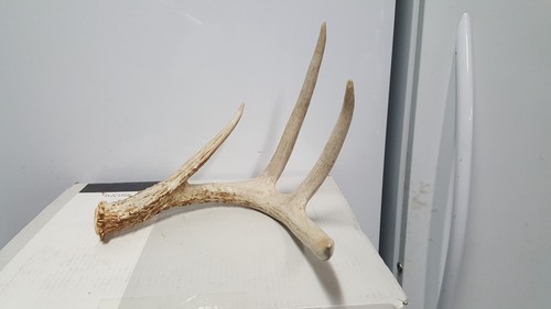 Big pt whitetail deer - 4,