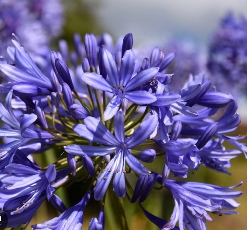 Agapanthus intermedius - 2, x