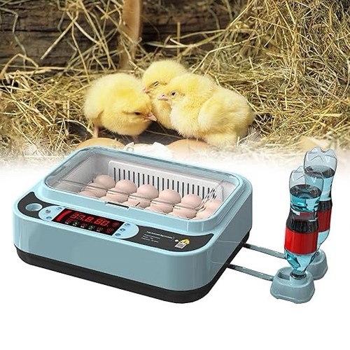 Egg incubator hatching eggs - egg,