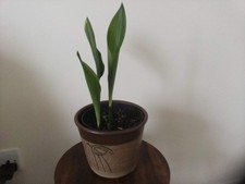 MATURE VINTAGE VICTORIAN