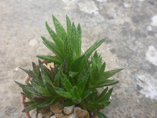 Haworthia var modesta