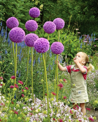 Giant allium globemaster - x,