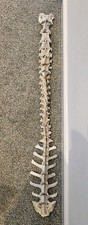 Natural Sheep Vertebrae Spine