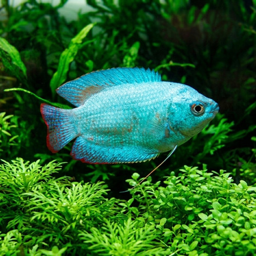 Pack powder blue dwarf - 4-pack,