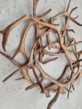 Fresh Wild Antlers Roe Deer