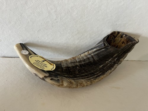 Ram horn medium size inch - horn,