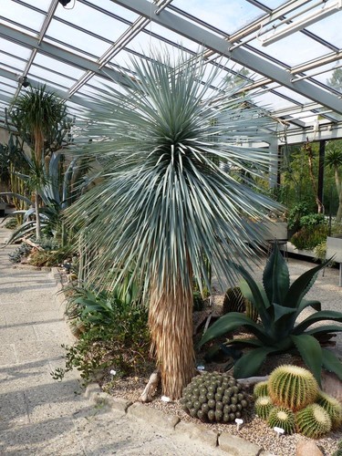 Yucca rostrata seeds rare - rostrata, 5