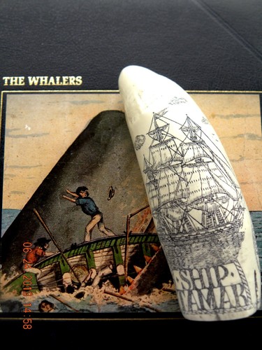 Scrimshaw sperm whale - scrimshaw,