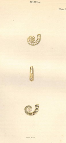 Spirula peronii ram horn - spirula, ram's