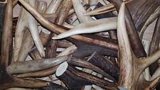 1kg of deer antler pieces of different sizes (scraps, waste etc...)