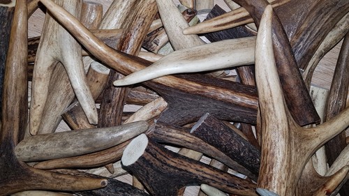1kg deer antler - of,