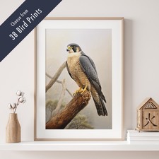 Wild Bird Print – 38 Variations – Coloured Pencil Drawing Style Wall Art